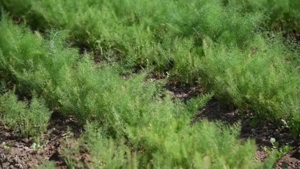 Medicinal Plant Fennel Foeniculum Vulgare Mill Grows Agricultural Field Bright — Stock Video