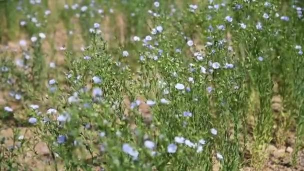 Roślina Lecznicza Len Linum Usitatissimum Rośnie Polu Rolniczym Słoneczny Letni — Wideo stockowe