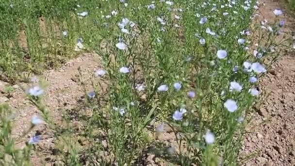 Лекарственное Растение Flax Linum Usitatissimum Растет Сельскохозяйственном Поле Яркий Солнечный — стоковое видео