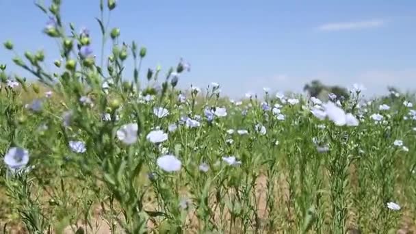 Лекарственное Растение Flax Linum Usitatissimum Растет Сельскохозяйственном Поле Яркий Солнечный — стоковое видео