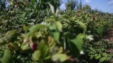 Bahçedeki bir çalılıkta yetişen ahududu. Tarım endüstrisi. Meyve yetiştiriyorum.