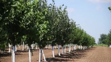 Genç yeşil meyve ağaçları rüzgarda sallanıyorlar. Genç bir elma, kiraz, erik ve kayısı ağaçları güneşli bir yaz gününde bahçede.