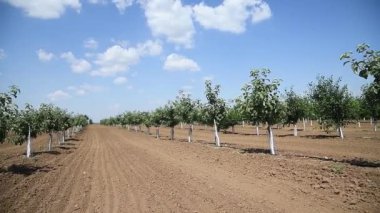 Genç yeşil meyve ağaçları rüzgarda sallanıyorlar. Genç bir elma, kiraz, erik ve kayısı ağaçları güneşli bir yaz gününde bahçede.
