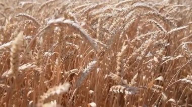 Buğday tarlası. Buğday kulakları yakında. Hasat ve hasat konsepti