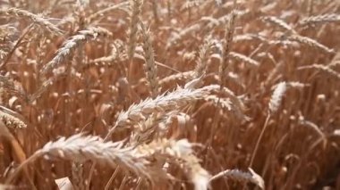 Buğday tarlası. Buğday kulakları yakında. Hasat ve hasat konsepti