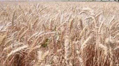 Buğday tarlası. Buğday kulakları yakında. Hasat ve hasat konsepti