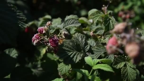 Raspberries Growing Bush Garden Agricultural Industry Growing Berries — Stock Video