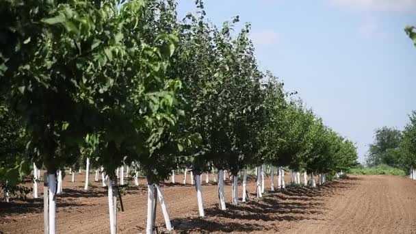 Schöne Reihen Junger Grüner Obstbäume Wiegen Sich Wind Junge Apfel — Stockvideo