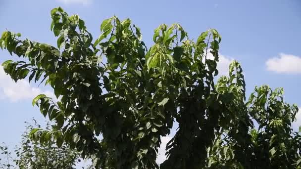 Schöne Reihen Junger Grüner Obstbäume Wiegen Sich Wind Junge Apfel — Stockvideo