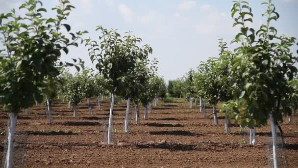 Hermosas Filas Árboles Frutales Verdes Jóvenes Balancean Viento Manzanas Jóvenes — Vídeo de stock