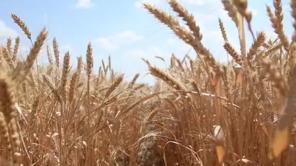 Пшеничное Поле Уши Пшеницы Закрываются Концепция Сбора Урожая — стоковое видео