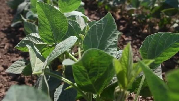 Plantas Soja Verdes Cultivadas Campo Balancean Viento Industria Agrícola — Vídeos de Stock