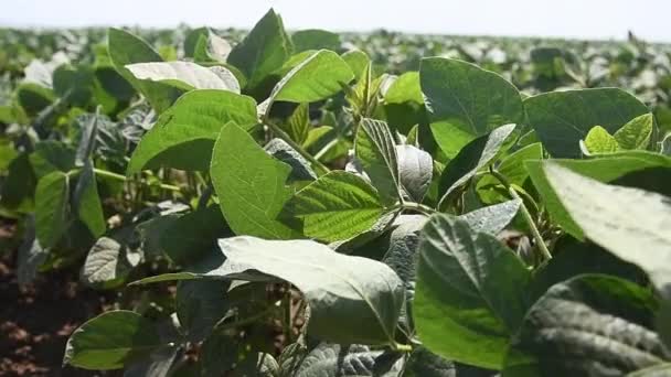 Plantas Soja Cultivadas Verdes Campo Estão Balançando Vento Indústria Agrícola — Vídeo de Stock