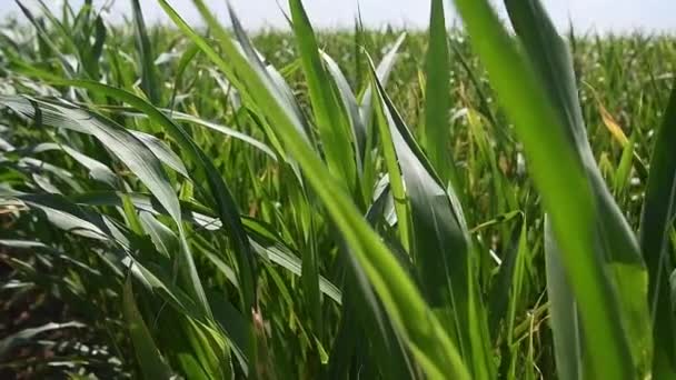 Kukuřičné Pole Mladé Kukuřičné Rostliny Kymácejí Větru Poli Slunečného Letního — Stock video