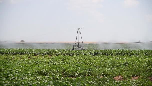 Landbouw Irrigatie Van Sojabonen Groen Gecultiveerde Sojabonen Het Veld — Stockvideo