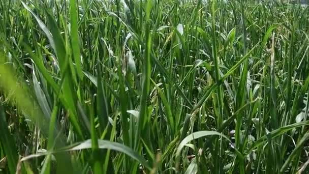 Campo Maíz Las Plantas Jóvenes Maíz Balancean Viento Campo Día — Vídeos de Stock