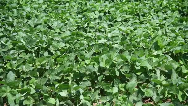 Green Cultivated Soybean Plants Field Swaying Wind Agricultural Industry — Stock Video