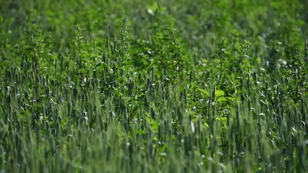 Piantine Grano Invernali Nella Giornata Primaverile — Video Stock