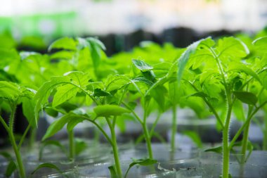 Genç domatesler saksıda ekilmeye hazır.