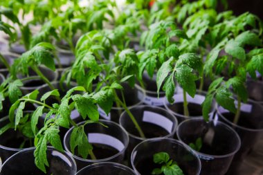 Genç domatesler saksıda ekilmeye hazır.