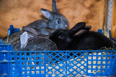 Çiftlikte kafesteki tavşanlar. Kulübede bir grup genç tavşan.