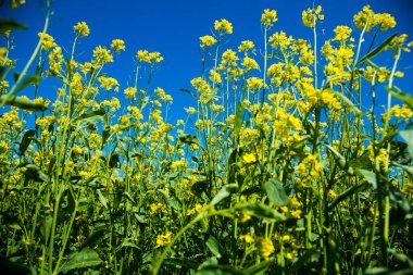 Hardal çiçeği tarlası sarı renkler Mavi gökyüzü ve açık bulutlu güzel bir yaz günü