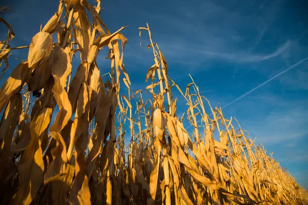 Mais Wächst Auf Einem Feld Unter Blauem Himmel — Stockfoto