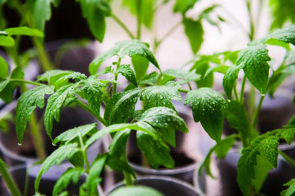 Jonge Tomatenplanten Potten Klaar Tuin Worden Geplant — Stockfoto