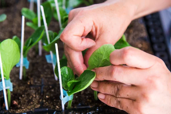 Kleine Groene Stengels Van Zaailingen Worden Geteeld Het Laboratorium — Stockfoto