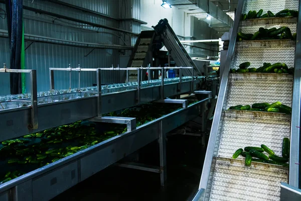 Bevarande Grönsaker Industrilinje För Bearbetning Och Konservering Gurkor Färska Gurkor — Stockfoto