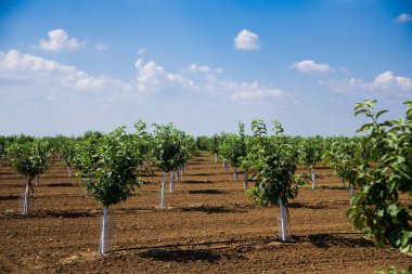 Genç yeşil meyve ağaçları rüzgarda sallanıyorlar. Genç bir elma, kiraz, erik ve kayısı ağaçları güneşli bir yaz gününde bahçede.