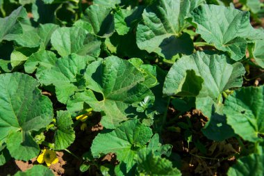 Baharda kocaman bir kavun tarlası, taze yeşil filizler ve karpuz çiçekleri. Yumuşak ve uzun sıra kavun çalıları