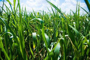 Mısır tarlası. Genç mısır bitkileri güneşli bir yaz gününde rüzgarda savruluyor. Mısır yetiştiriyorum. Tarım endüstrisi