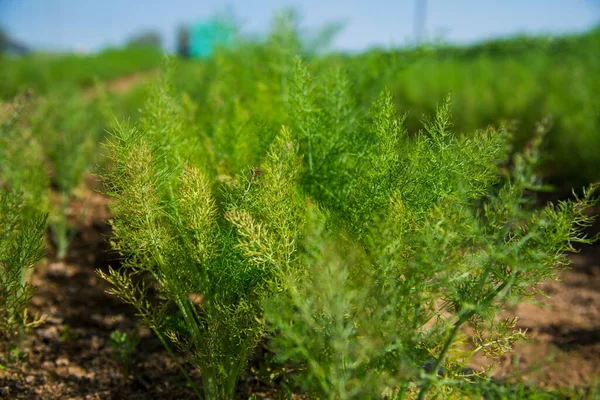 Heilpflanze Fenchel Foeniculum Vulgare Mill Wächst Einem Landwirtschaftlichen Feld Einem — Stockfoto