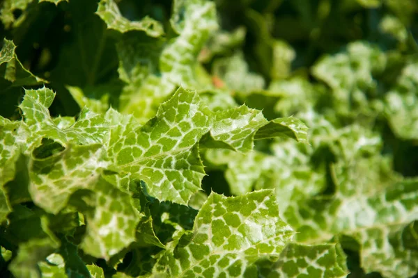 Medicinal plant Milk thistle (Silybum marianum) grows in an agricultural field. Spotted green and white leaves of the plant on a bright sunny summer day