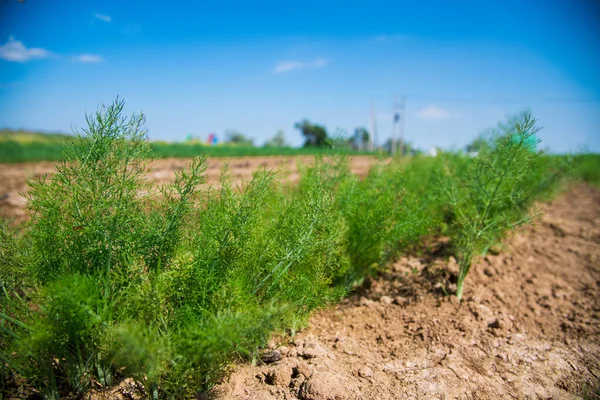 Plante Médicinale Fenouil Foeniculum Vulgare Mill Pousse Dans Champ Agricole — Photo