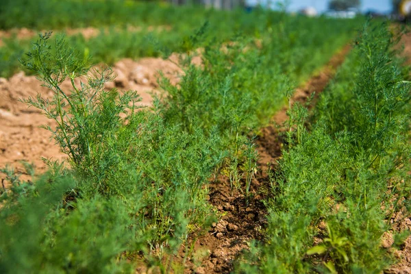 Pflanze Duftender Dill Anethum Graveolens Wächst Einem Sonnigen Sommertag Auf — Stockfoto