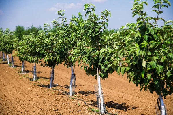 Belles Rangées Jeunes Arbres Fruitiers Verts Balancent Dans Vent Jeunes — Photo