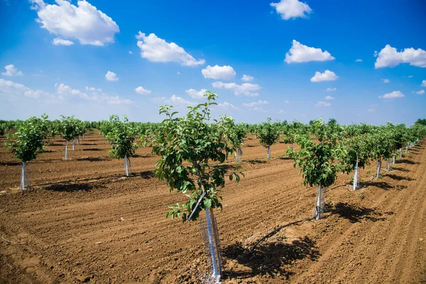 Belles Rangées Jeunes Arbres Fruitiers Verts Balancent Dans Vent Jeunes — Photo