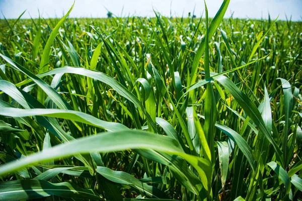 Campo Milho Plantas Milho Jovens Estão Balançando Vento Campo Dia — Fotografia de Stock