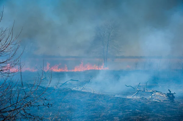 Incendios Forestales Furiosos Quema Hierba Seca Caña Largo Del Lago —  Fotos de Stock