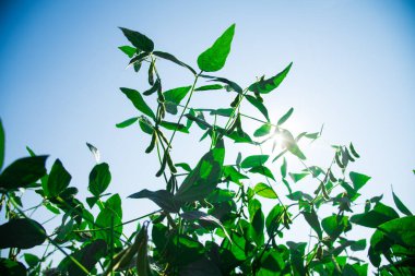 Yeşil bezelye tarlada büyüyor.