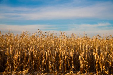 Açık mavi gökyüzünün altındaki bir tarlada mısır yetişiyor.