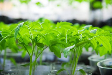 Genç domatesler saksıda ekilmeye hazır.