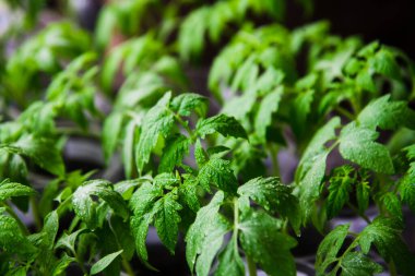 Genç domatesler saksıda ekilmeye hazır.