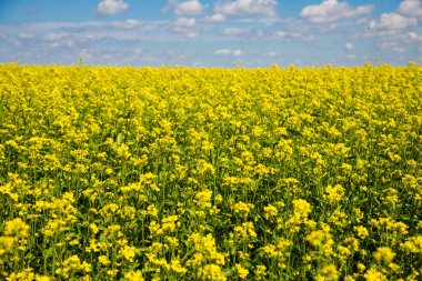 Hardal çiçeği tarlası sarı renkler Mavi gökyüzü ve açık bulutlu güzel bir yaz günü