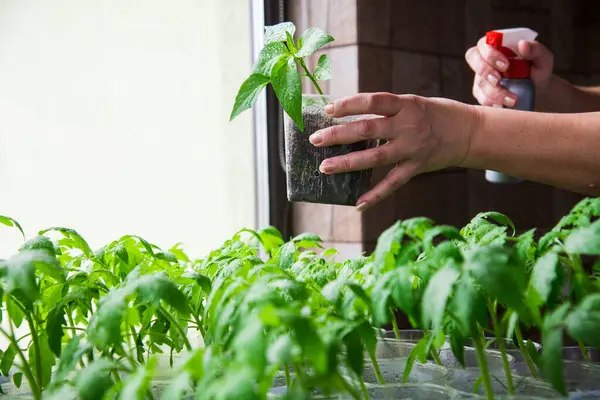庭に植える準備ができているポットの若いトマトの植物 — ストック写真