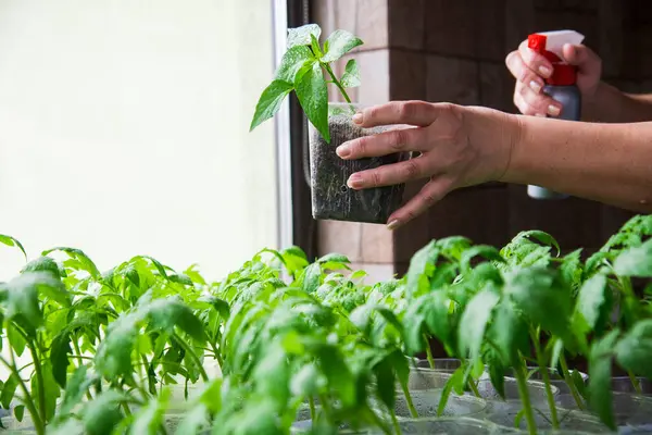 Giovani Piante Pomodoro Vaso Pronte Essere Piantate Giardino — Foto Stock