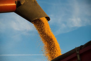 Toplanan hasat kamyonun arkasına dökülüyor.