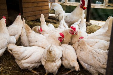 Beyaz horoz ve beyaz tavuk sürüsü